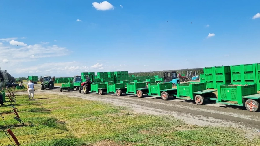 Трактор Solis-Gold | Солис-Голд 26 Mit 4x4 6+2B STD agri 6.00-12 / 8.3-20 (с ПСМ)
